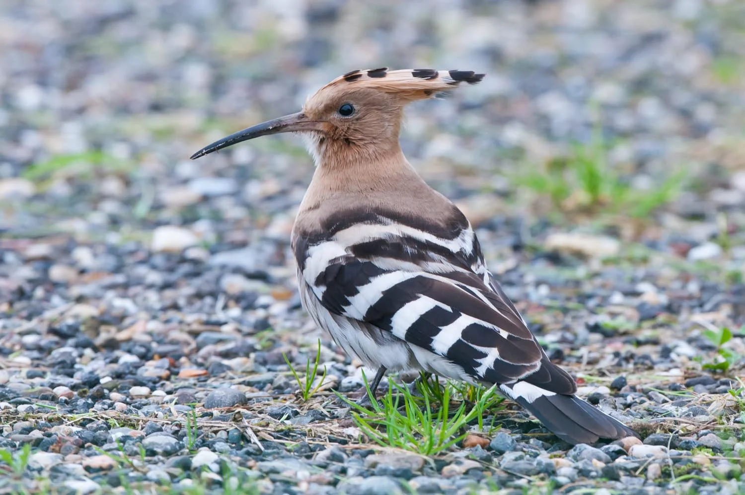 Hoopoe (2 of 3).jpg