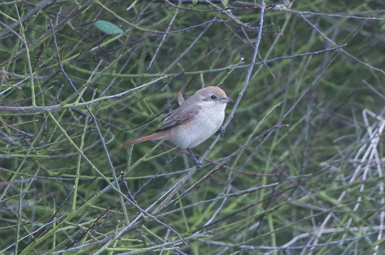 Isabelline Shrike (3 of 5).jpg