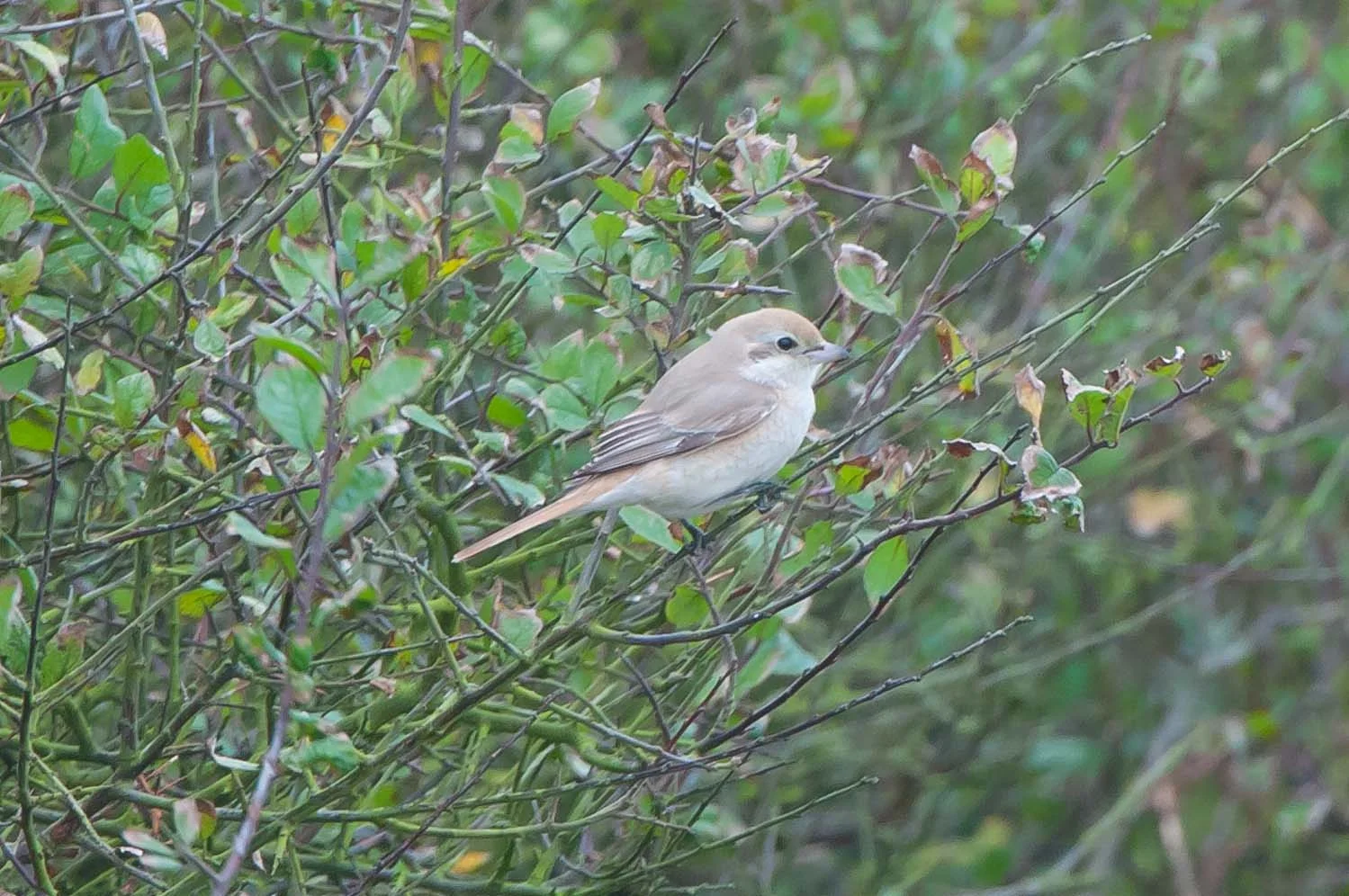Issabelline shrike (2 of 1).jpg
