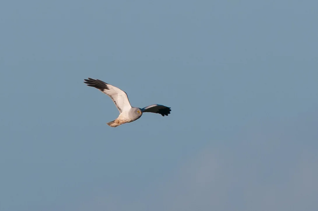 Hen Harrier (7 of 14).jpg