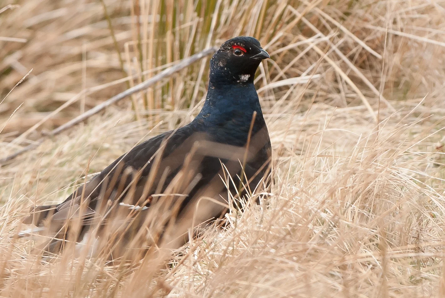 A trip to Teasdale towards the end of March ad me connecting with another species I had never seen before. In conditions more suited to mid winter it took the best part of the day to work out where was the best place for a shot.There were at least a dozen black grouse all centered in a very localized area.definitely a place to try again this year.