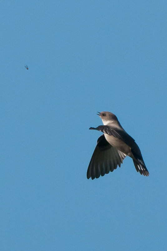 At last a change in the weathering April brought my first real rarity of the year. This crag martin was first found on the Friday and re-appeared Saturday afternoon at Flamborough drawing crowds of twitchers before an all to brief re-appearance on the Sunday before vanishing. 