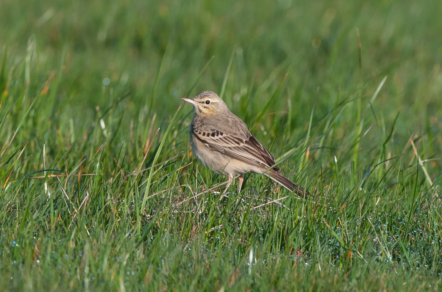 Part of the 'supporting cast' for the crag martin at Flamborough. This tawny pipit showed very well on the Sunday the crag martin disappeared.