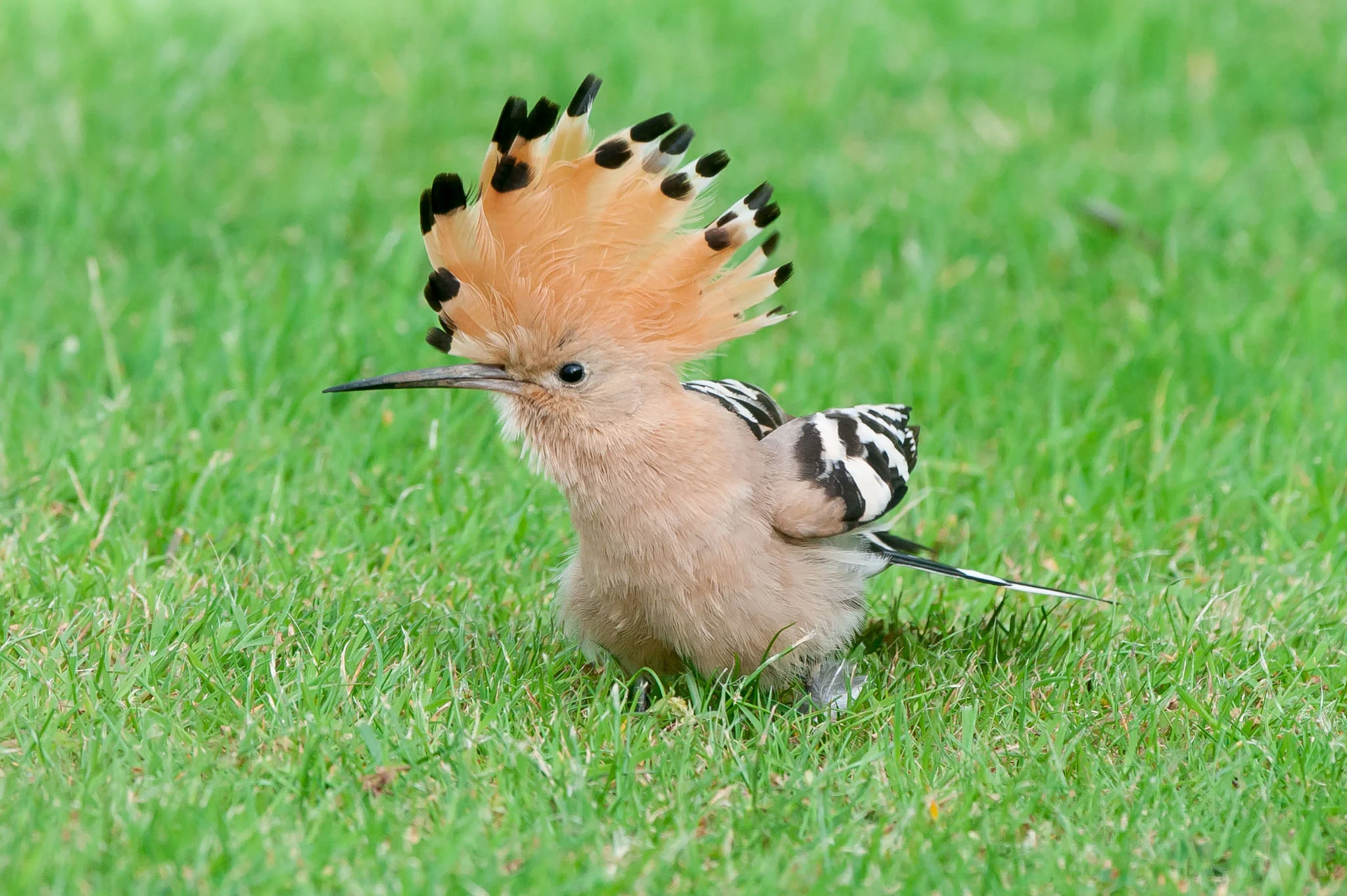This hoopoe showed very well over a weekend in May near Beverley at a private garden.It was very tame and came within 15 feet of the crowd. I went to see it on the Friday it was found and the next day-one of the highlights of the year.