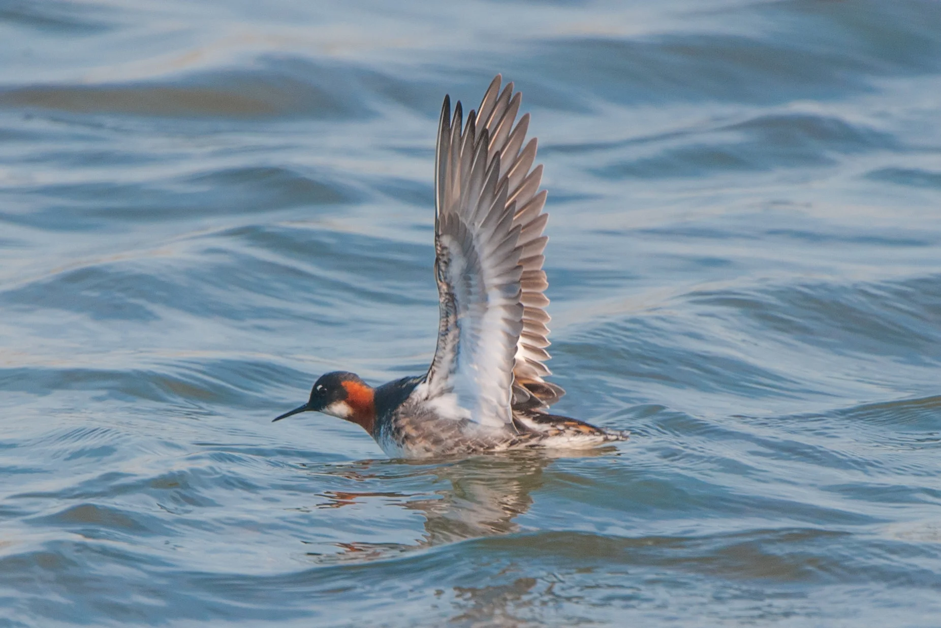 This beautiful red-necked phalarope turned up at North Cave Wetlands for a couple of days in May. A black tern turned up on the evening I took this shot making it a particularly memorable couple of hours.