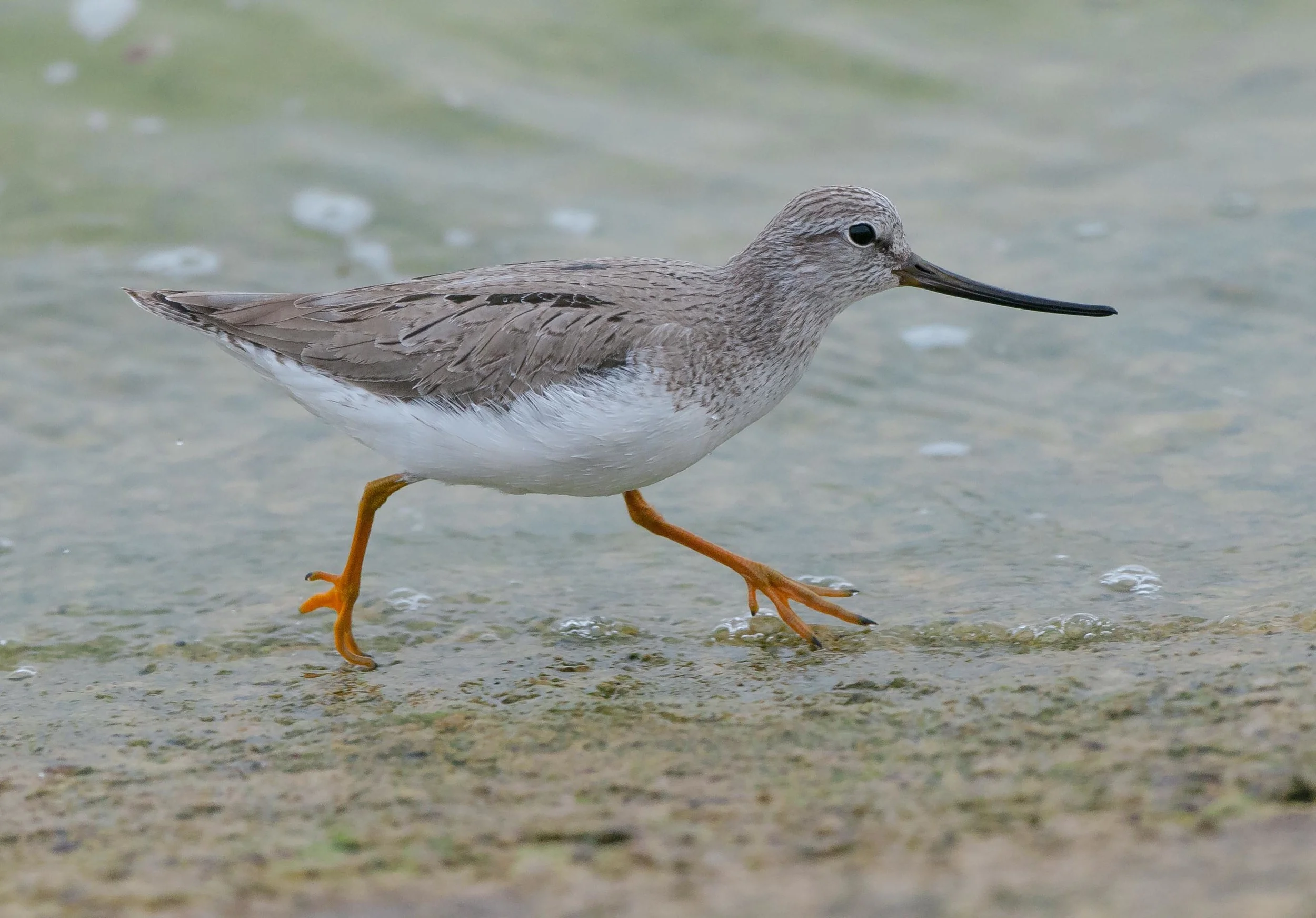 This terek sandpiper arrived at Covenham reservoir and stayed for a couple of days. It proved to be very popular but alas was flushed far too often by over enthusiastic individuals.