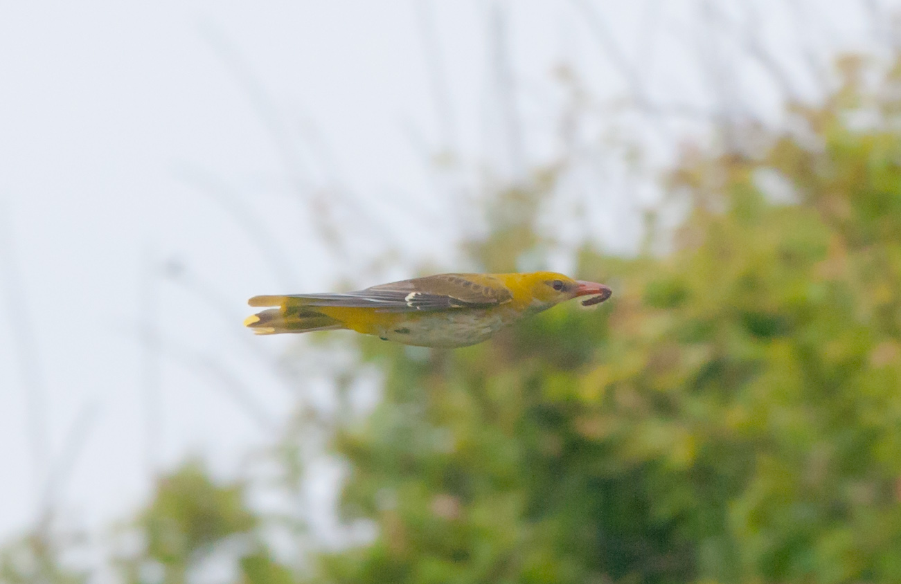 This golden oriole was probably the highlight of an otherwise quiet spring for me at Spurn. Hope they are back this spring as I would fancy another go at a flight shot.