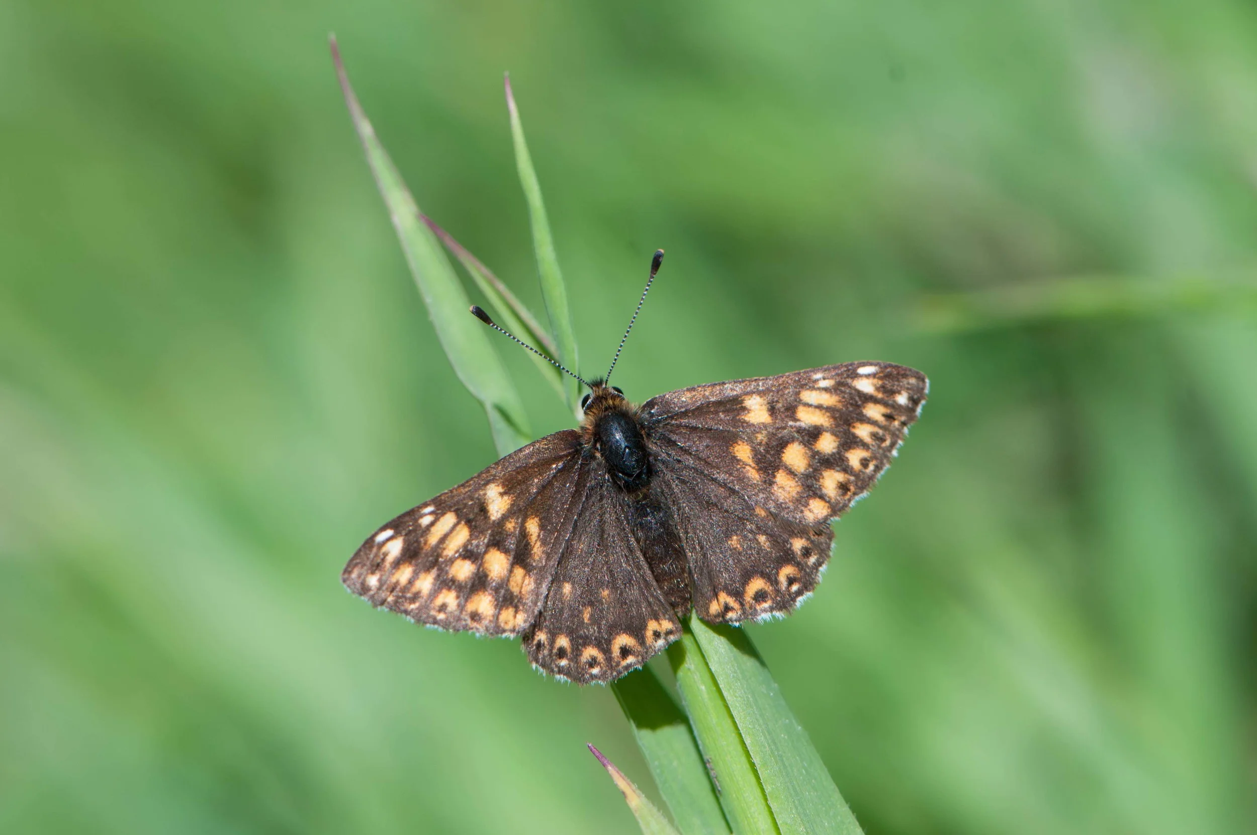 With the onset of summer my attention turned to insects and yet another species I have not seen before-duke of burgundy. A trek round some hillsides in scorching temperatures eventually yielded a small colony of these beauties along with dingy skipper and green hairstreak made for a very nice day out.