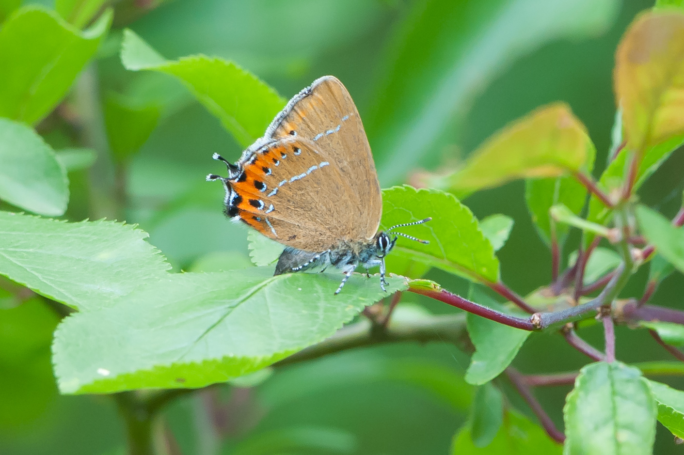 I had quite a bit of luck in obtaining my first views and photographs of black hairstreak. Two trips to Lincolnshire over one weekend in June amounting to 16 hours in total resulted in a very brief and close encounter with this beautiful butterfly.