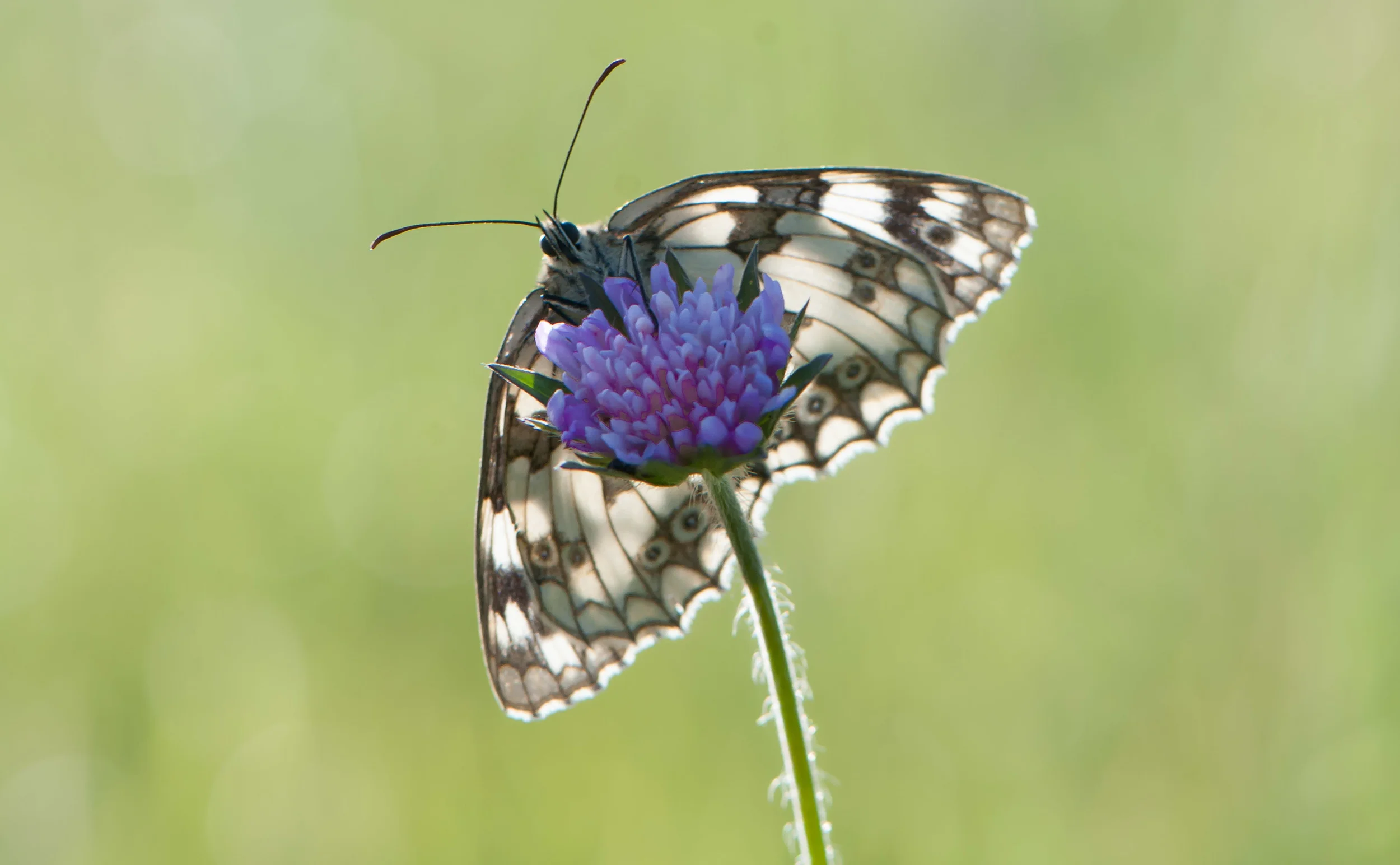 Kiplingcoates Quarry was the venue for clouds and clouds of marbled white. After a prolonged dry spell I had a trip out after work one night in July. As the temperature dropped they became easier to photograph. I wouldn't like to put a number on how many there were but it must have run into hundreds.