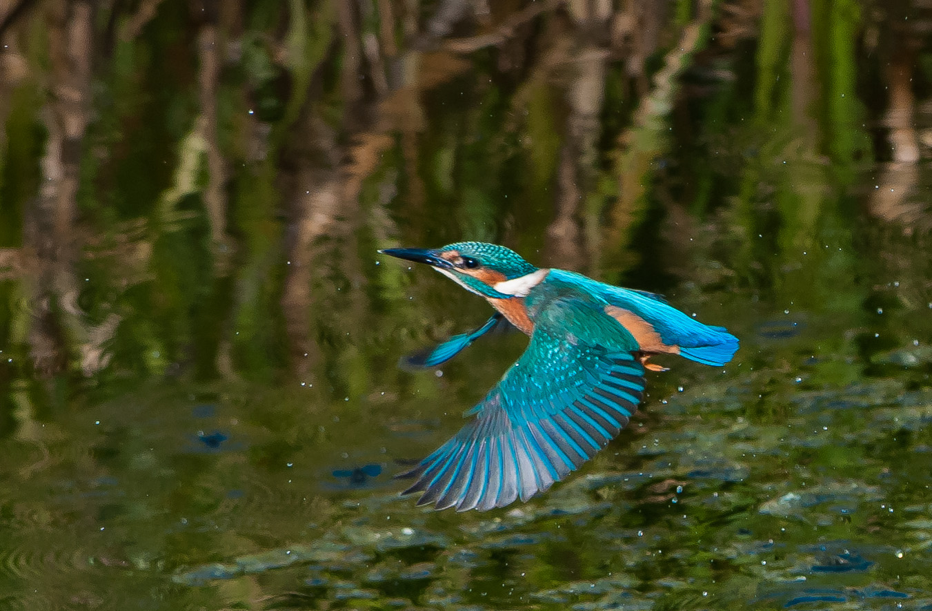 I had numerous enjoyable trips to Tophill Low during the summer to photograph kingfishers. The sharp flight shot still eludes me this being probably the best. Plenty of room for improvement!