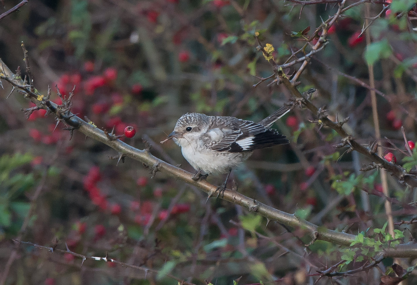 Masked Shrike