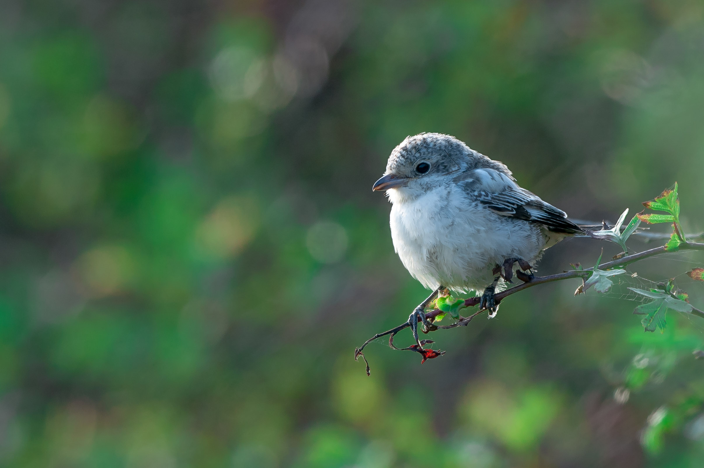 For me the undoubted highlight of the year was the masked shrike that turned up at Kilnsea bang in the middle of a 2 week holiday I'd taken with the intention of photographing rare migrants at Spurn! The supporting cast of red-breasted flycatcher, wood warbler, honey buzzard, great grey shrike, yellow browed warbler and others made for a very memorable 2 weeks!