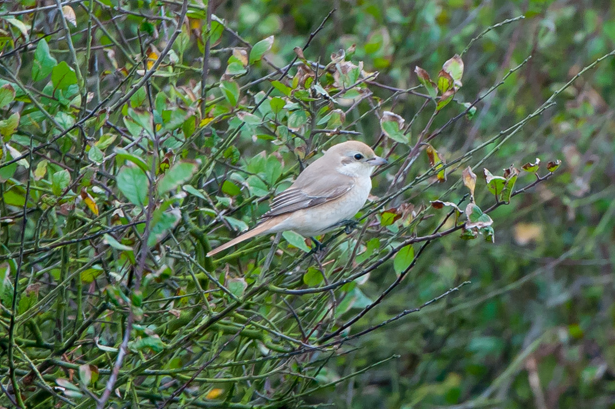 This isabelline shrike was the highlight of a particularly good day at Spurn in October that included yellow browed warbler, hoopoe and a host of other scarce and common migrants.