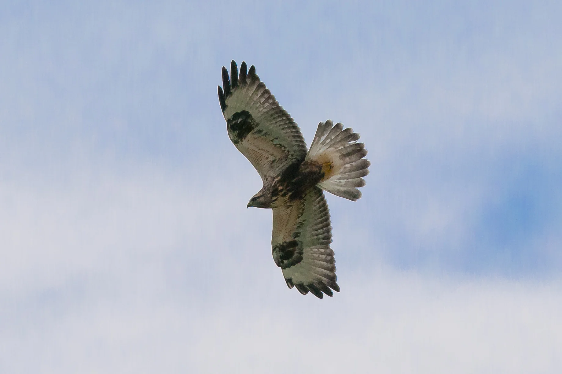 This juvenile rough legged buzzard at Grindale was one of an influx during November. Initially was quite difficulty to photograph but since has been seen down to a matter of feet! Supporting cast on this particular day was a slavonian grebe at Hornsea Mere.