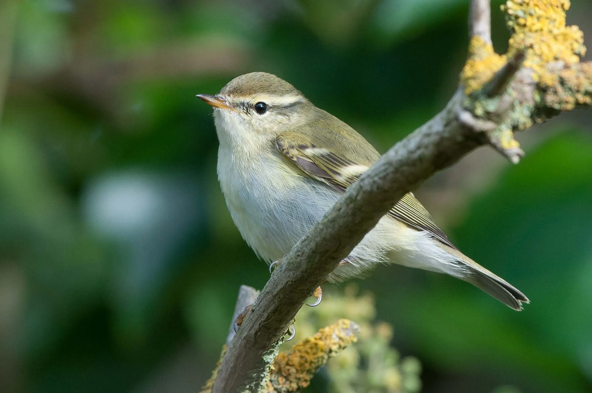 Yellow-Browed Warbler