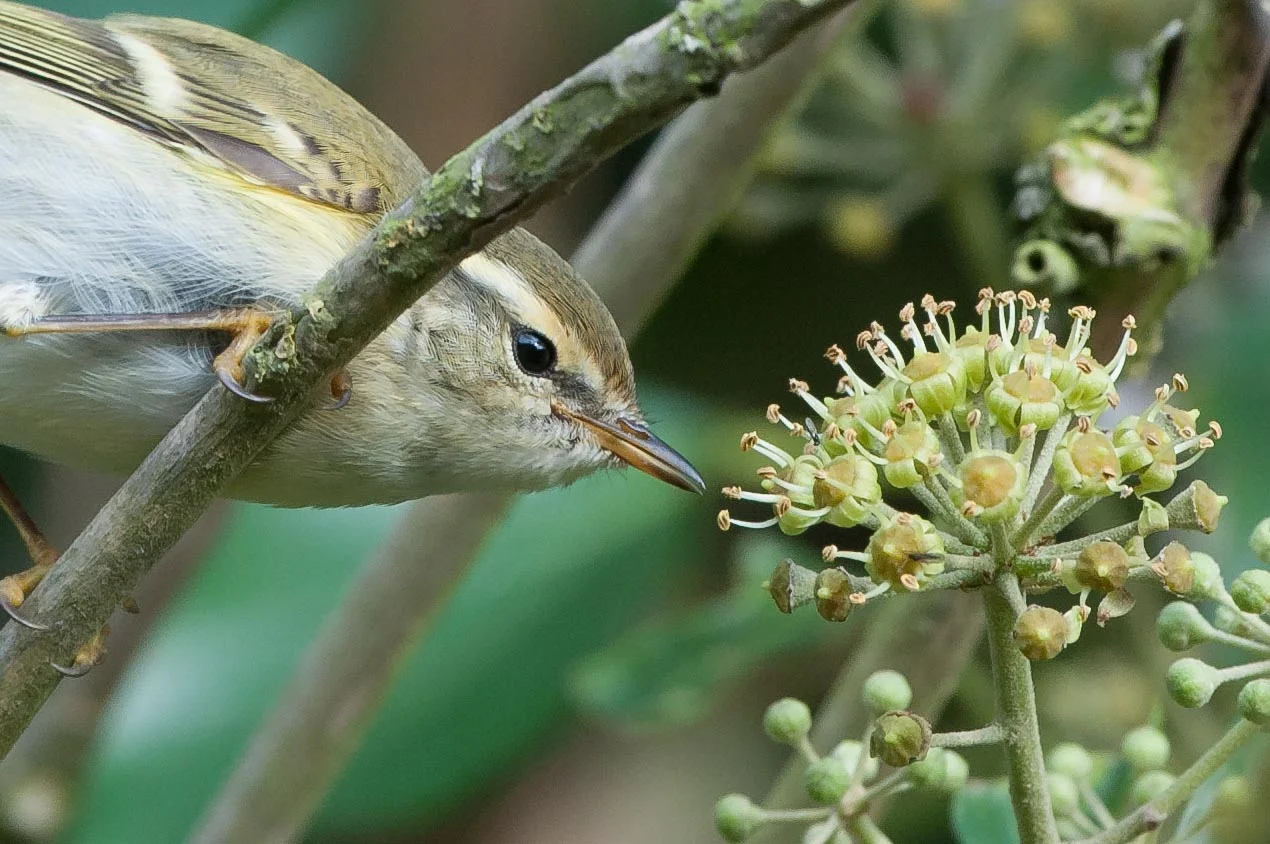 Yellow-Browed Warbler