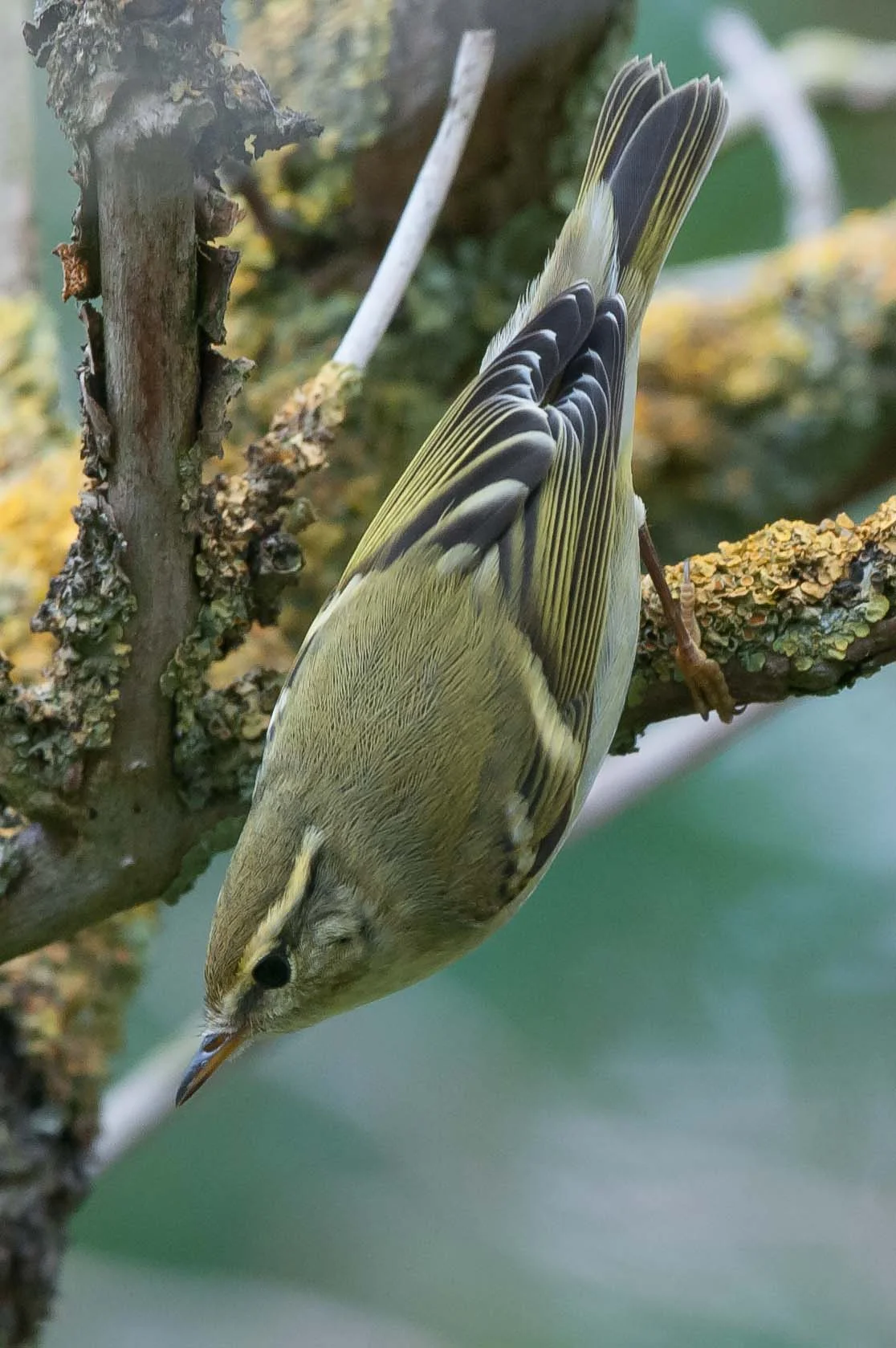Yellow-Browed Warbler