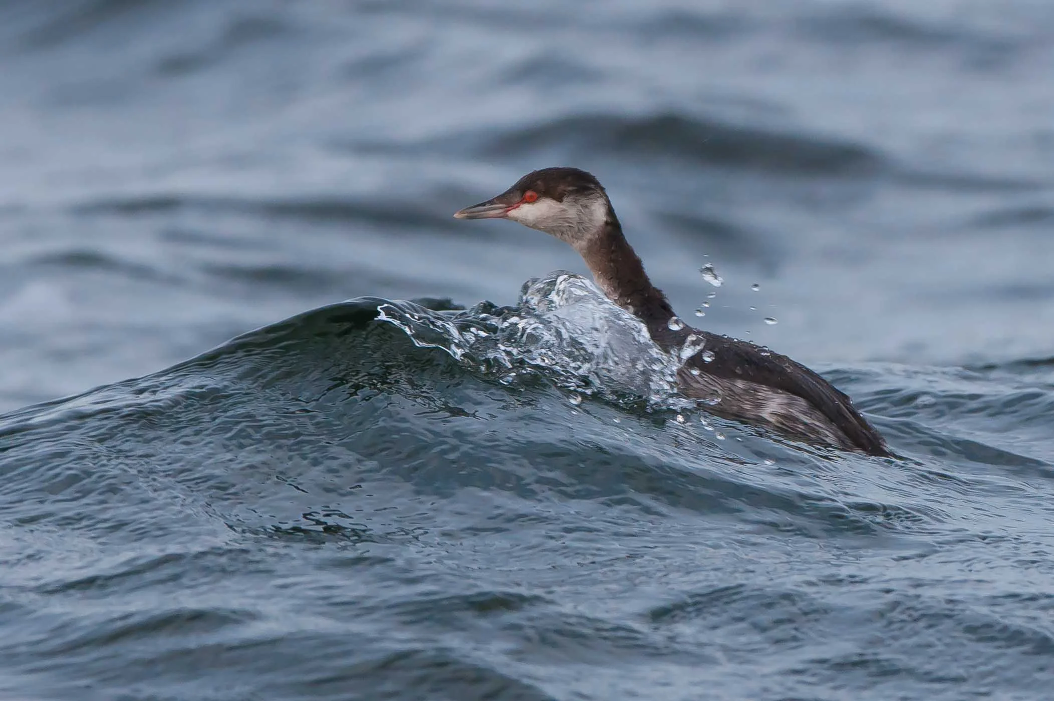Slav grebe October (2 of 1).jpg