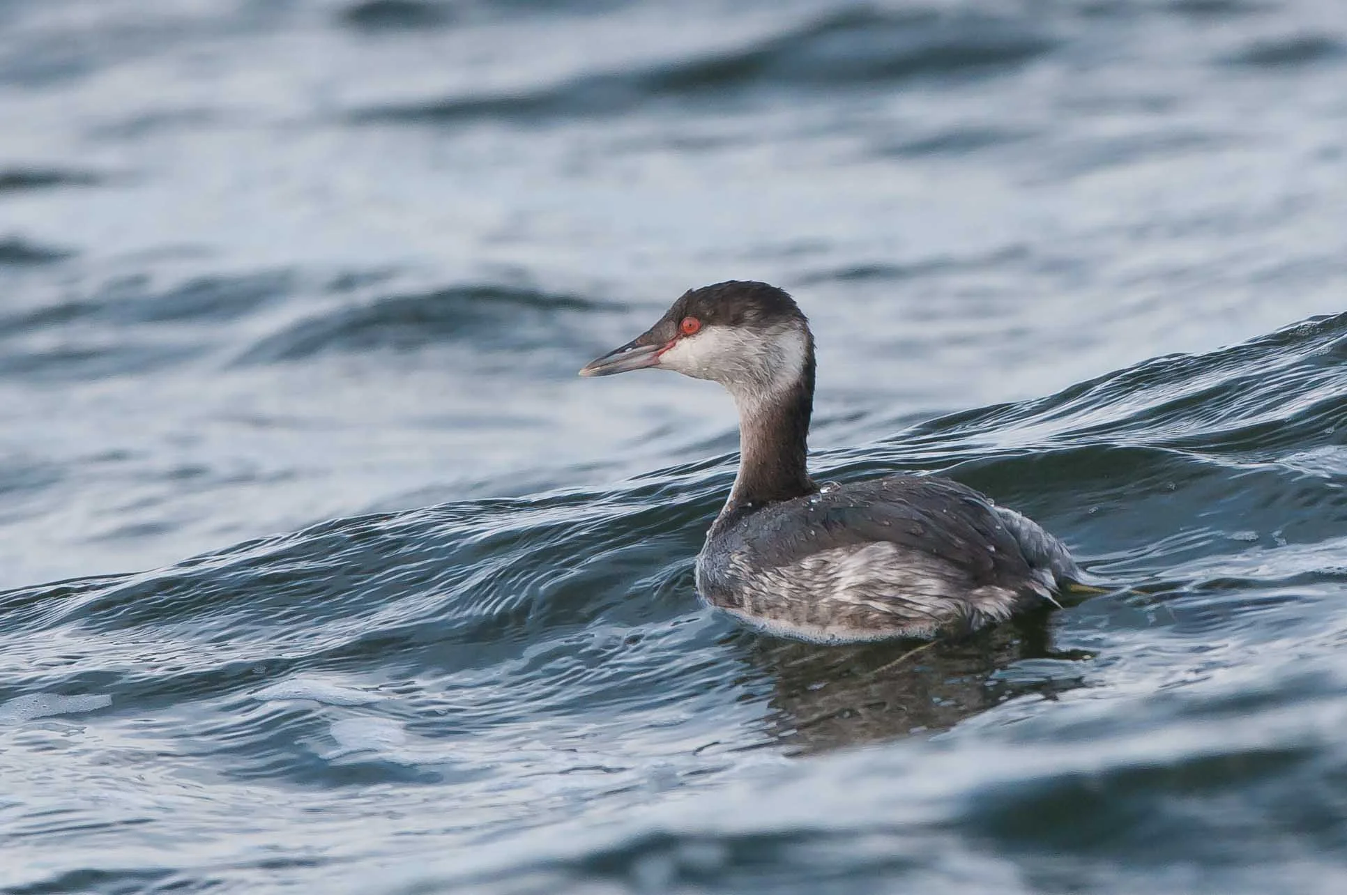 Slav grebe October (1 of 1).jpg
