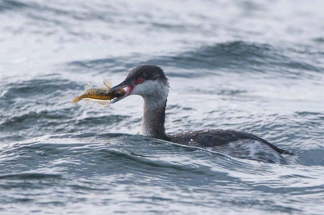 Slav grebe October (3 of 1).jpg