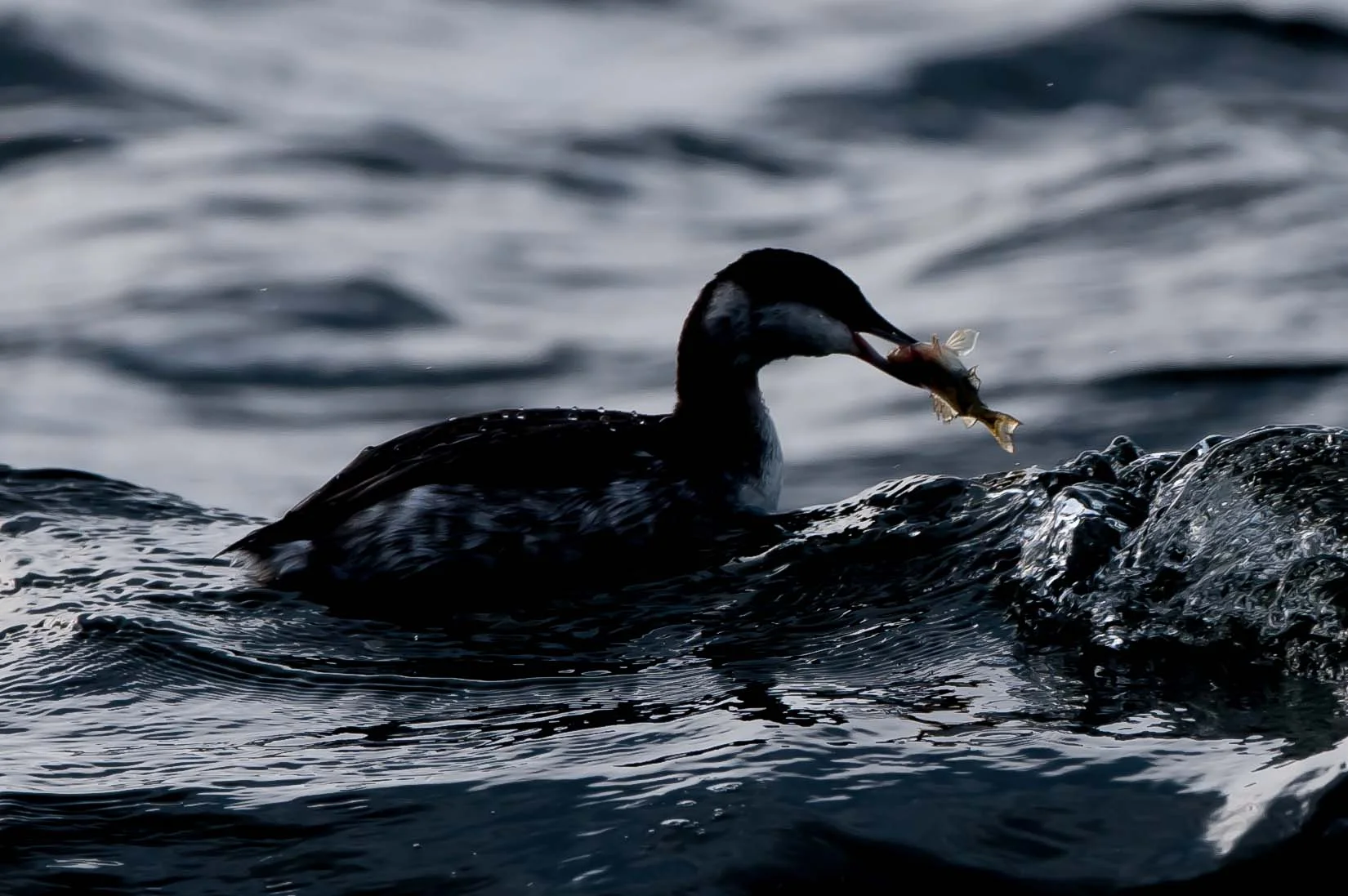 Slav grebe October (4 of 1).jpg