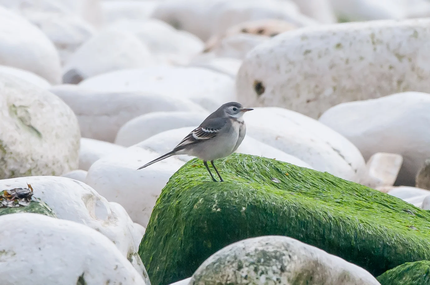Citrine Wagtail November (1 of 1).jpg
