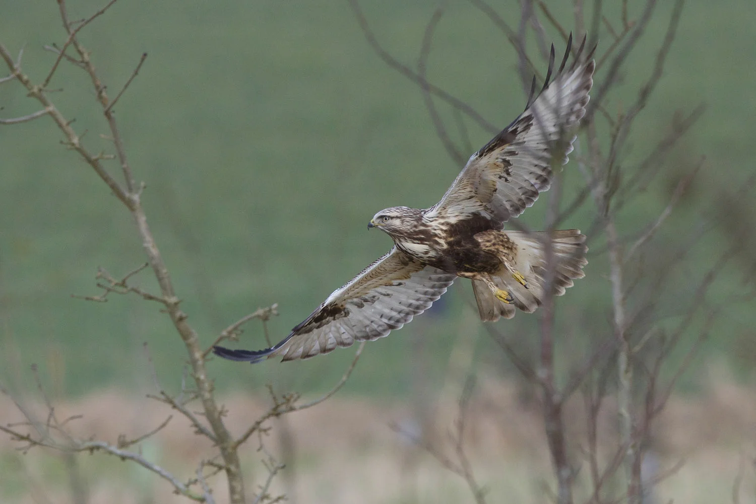 Rough L Buzzard (3 of 25).jpg
