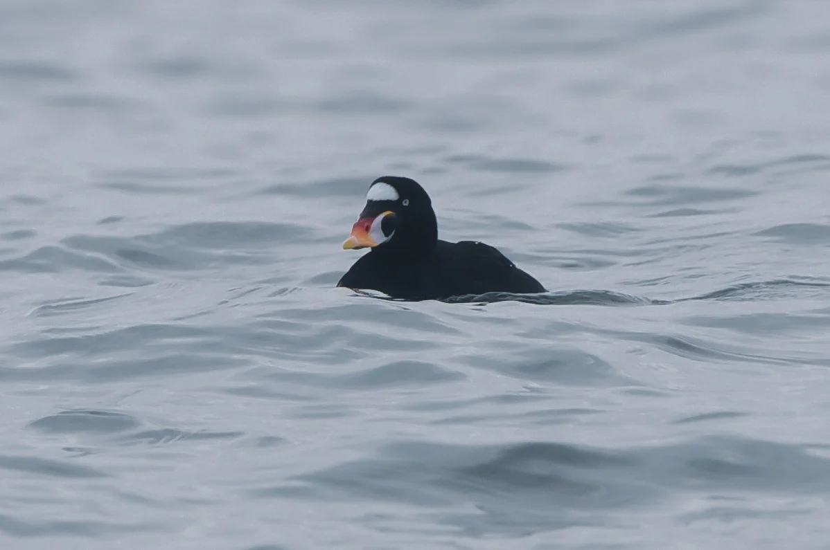 Surf scoter (1 of 10).jpg
