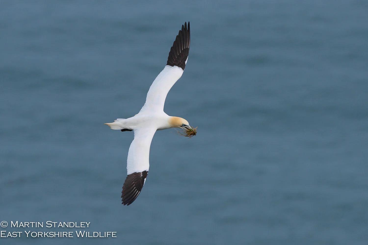 Bempton (1 of 12).jpg