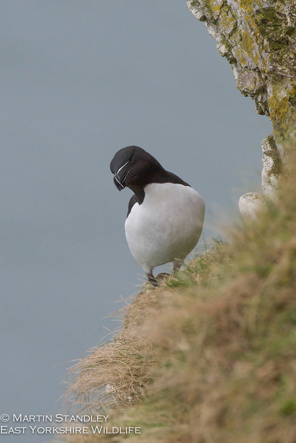 Bempton (2 of 12).jpg
