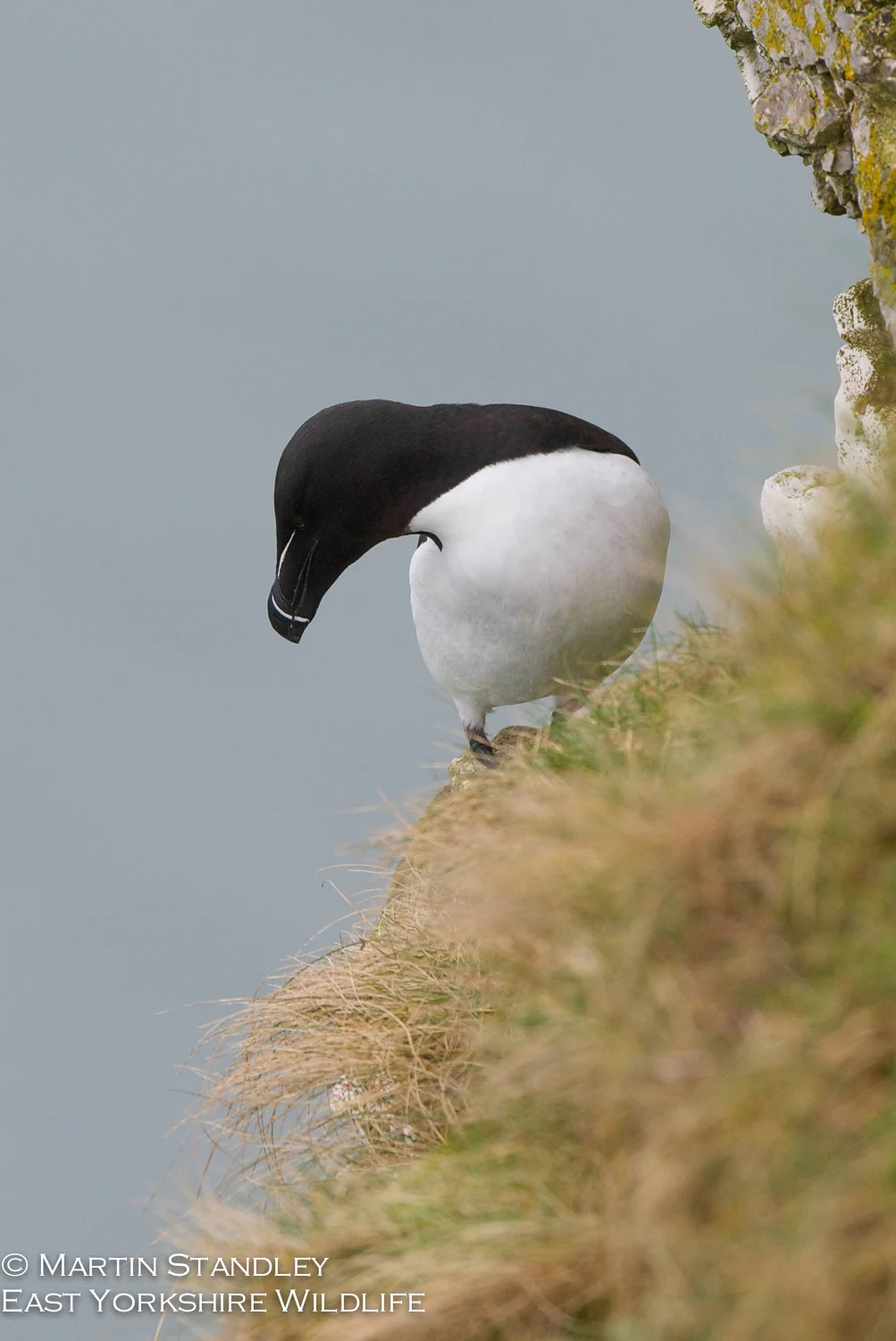 Bempton (3 of 12).jpg