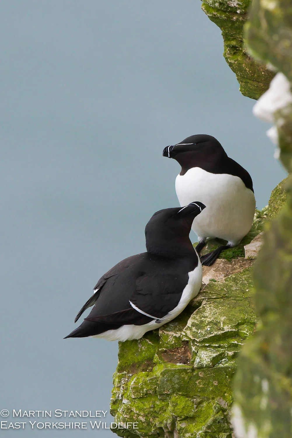 Bempton (4 of 12).jpg
