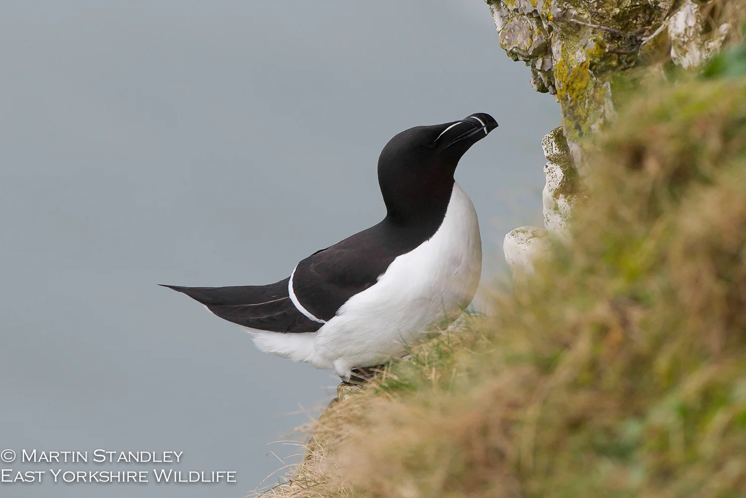 Bempton (5 of 12).jpg