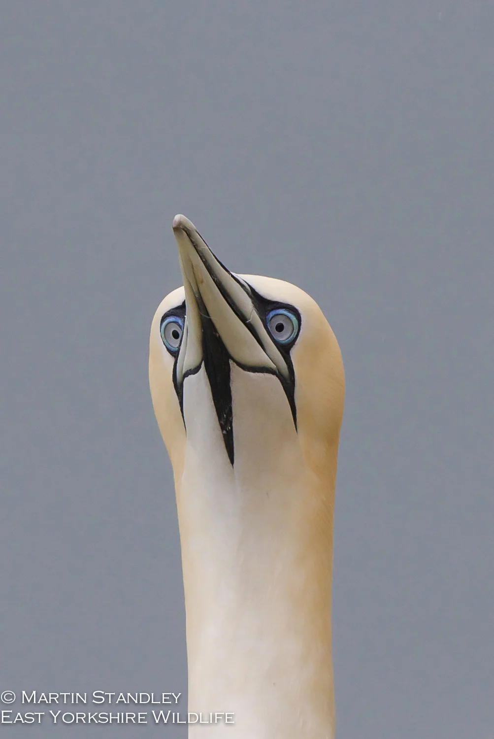 Bempton (6 of 12).jpg