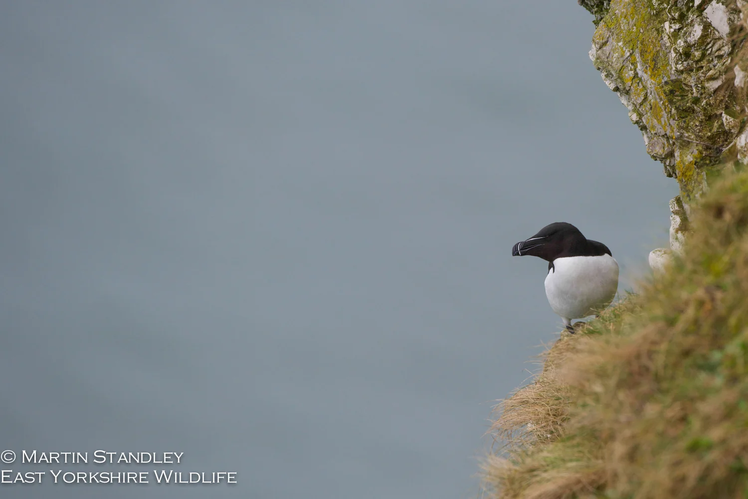 Bempton (7 of 12).jpg