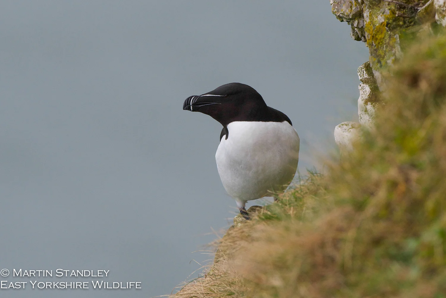 Bempton (8 of 12).jpg