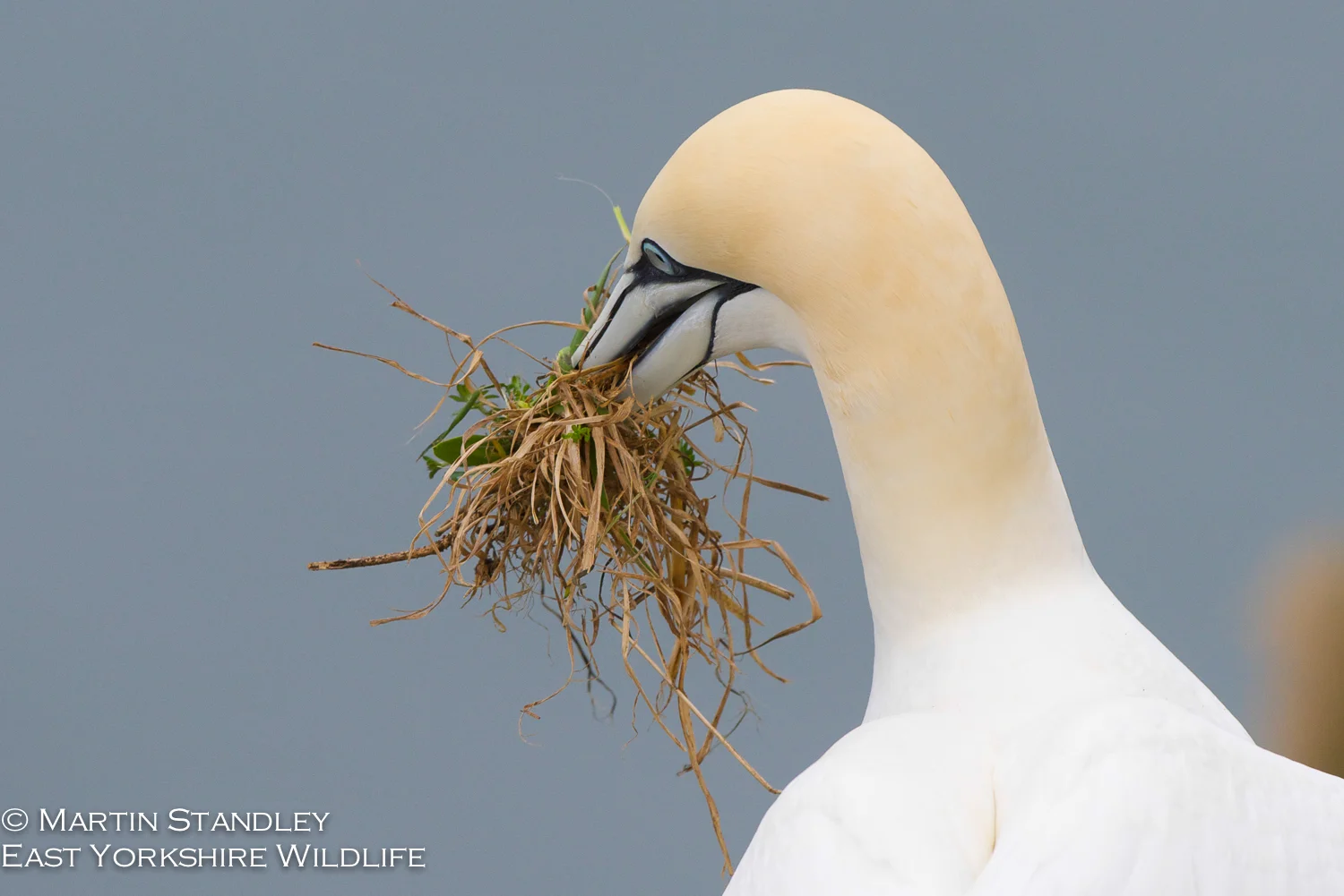Bempton (11 of 12).jpg