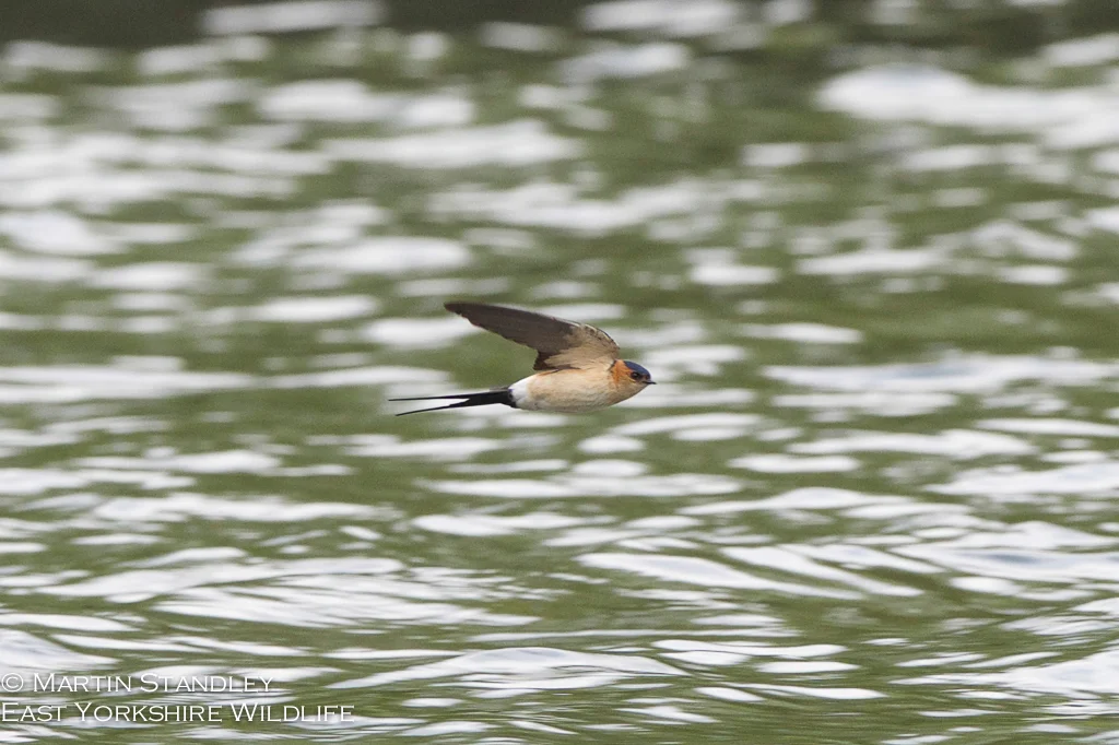 ARed Rumped Swallow (3 of 14).jpg