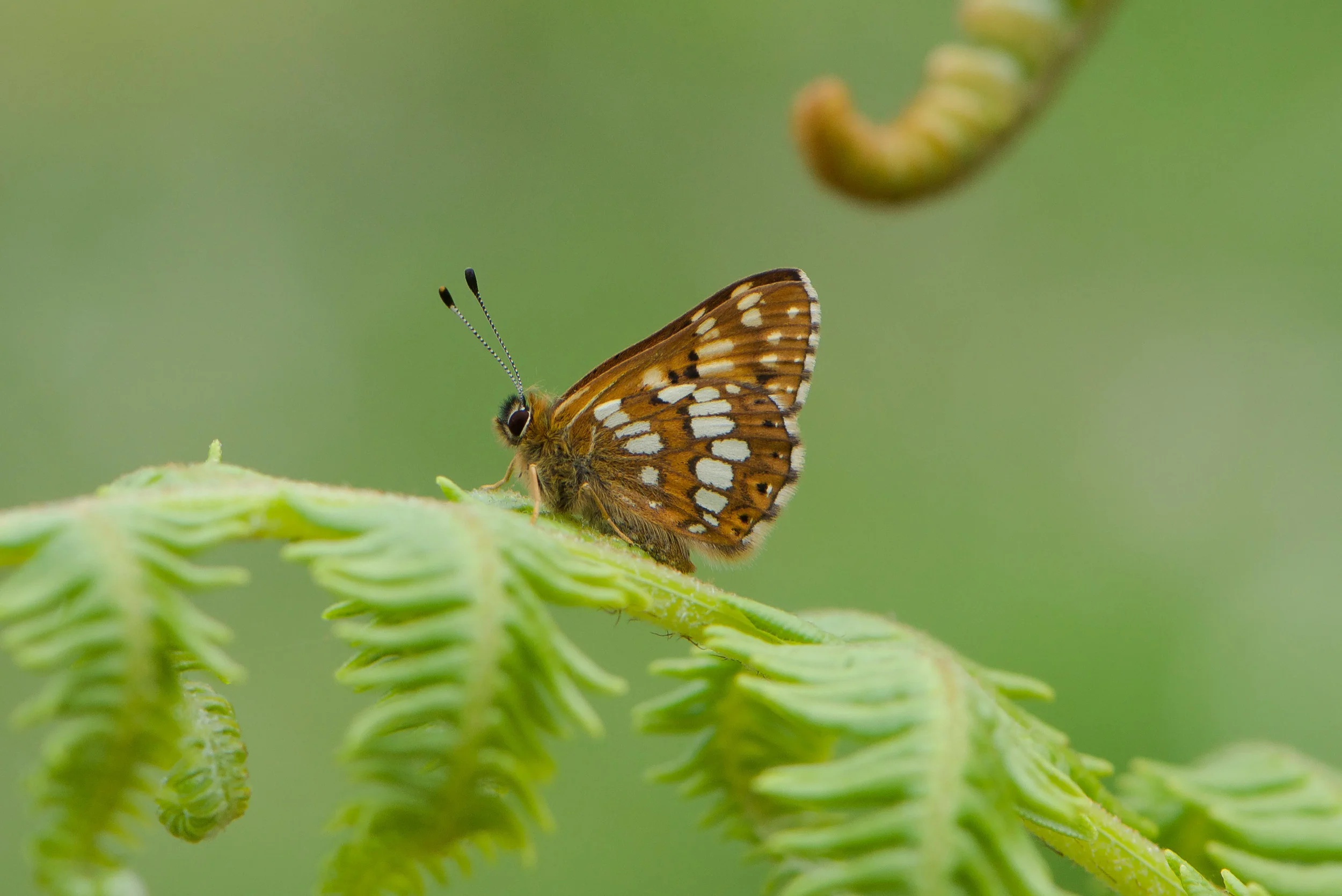 Duke of Burgundy
