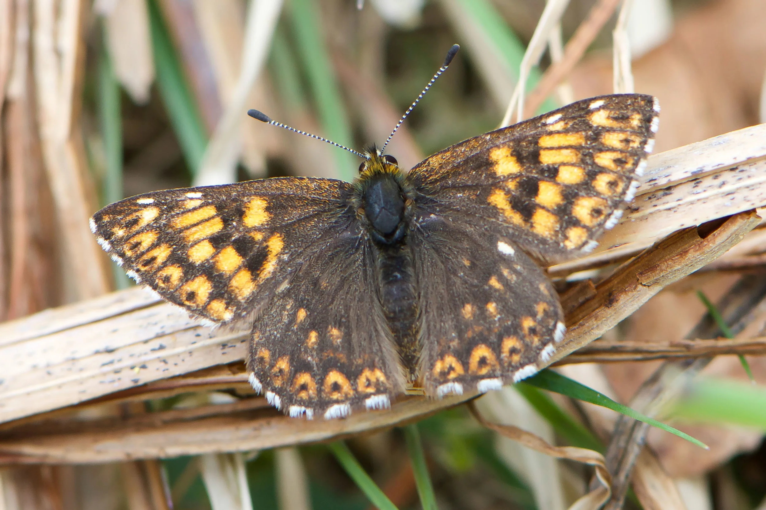 Duke of Burgundy