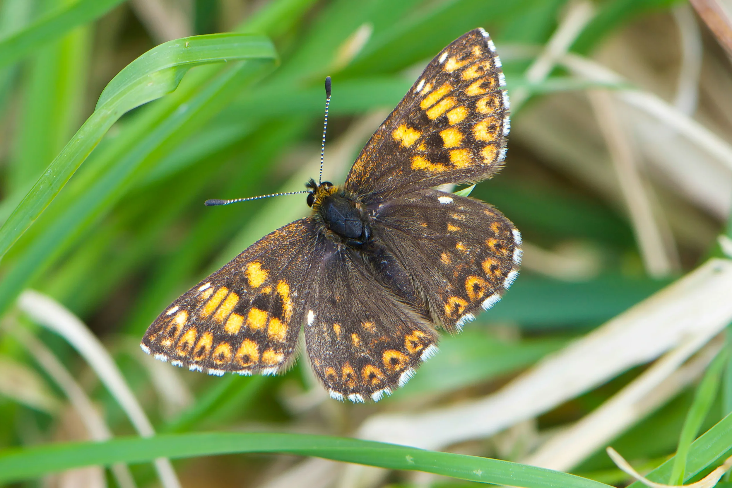 Duke of Burgundy