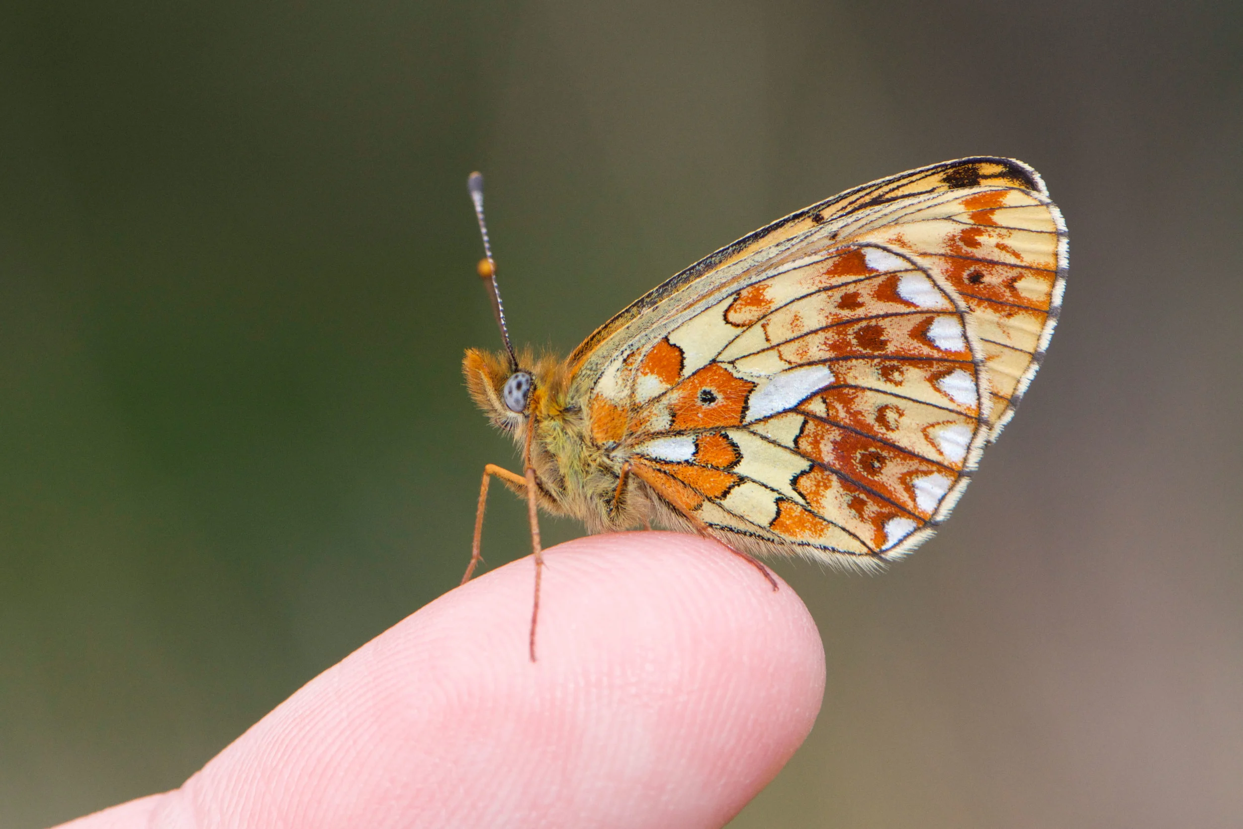 Pearl Bordered Fritillary