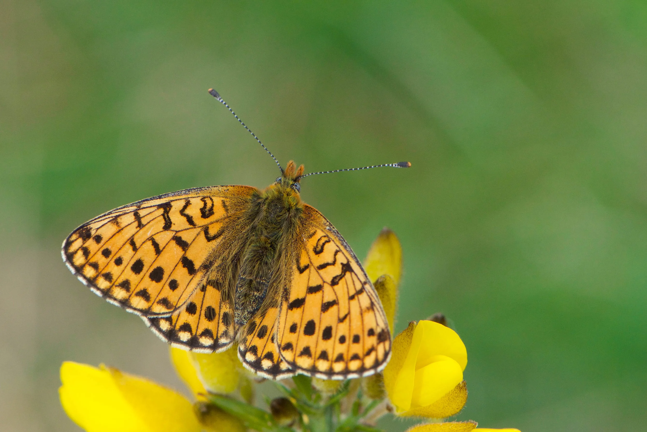 Pearl Bordered Fritillary