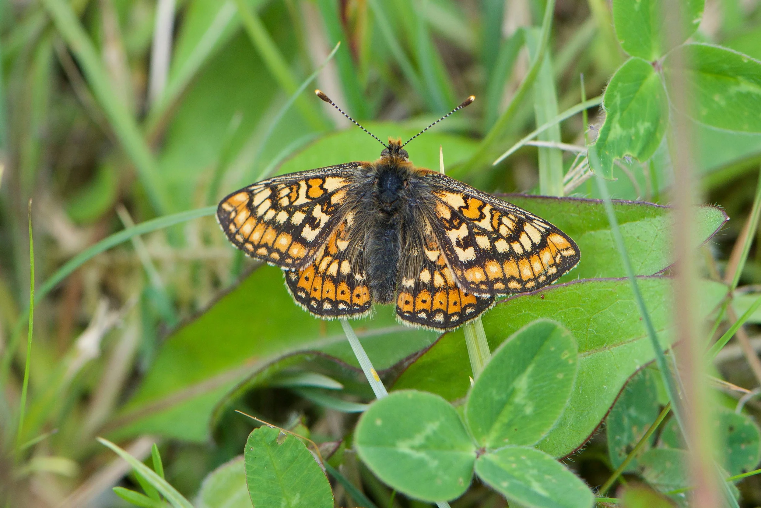 Marsh Fritillary