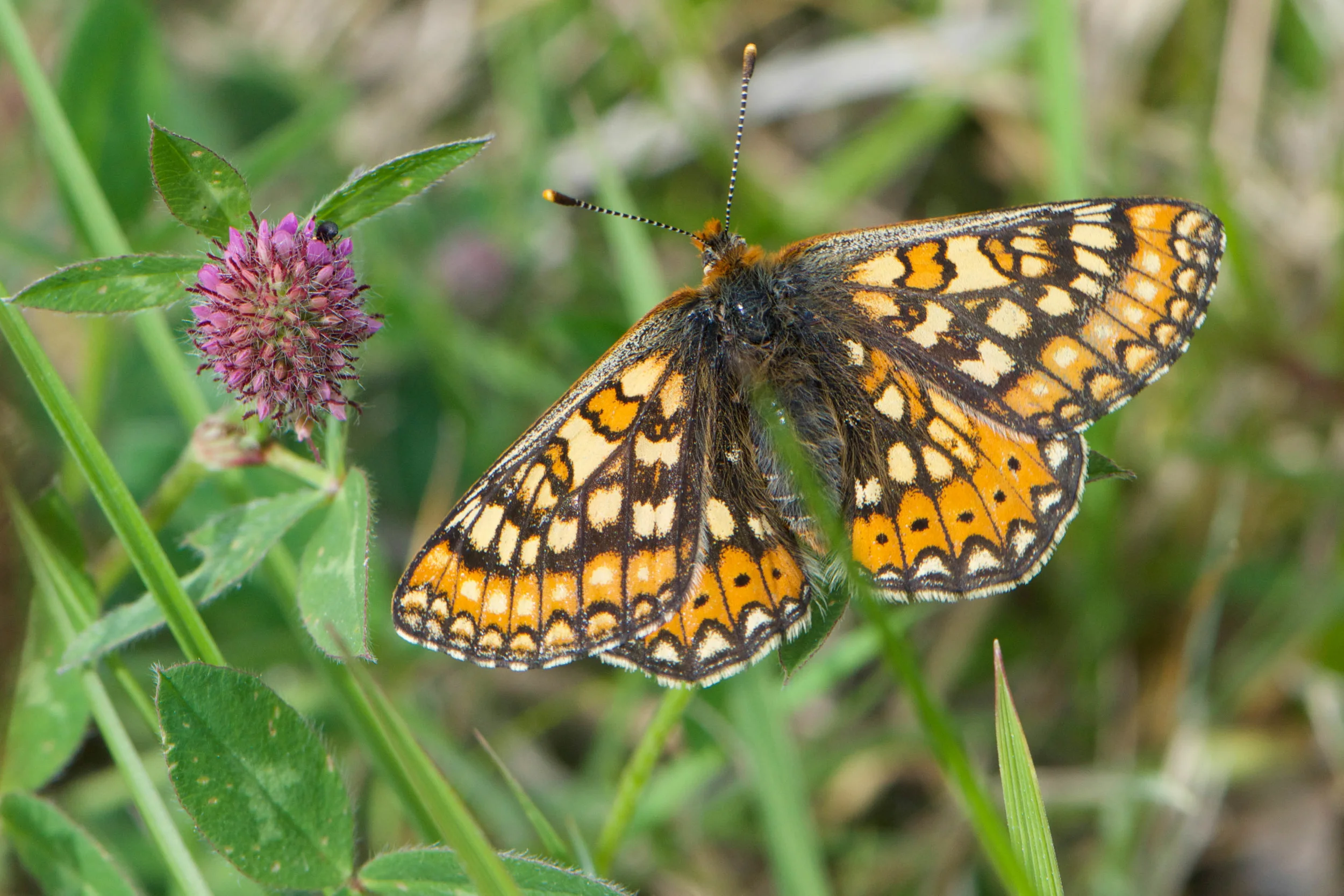 Marsh Fritillary