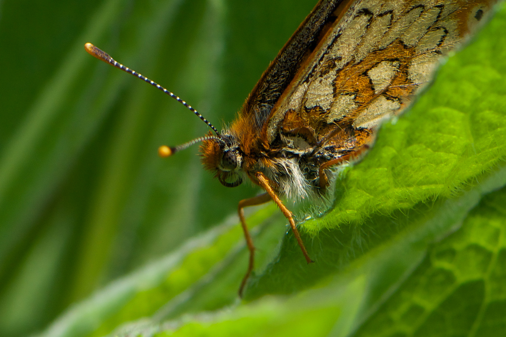 Marsh Fritillary