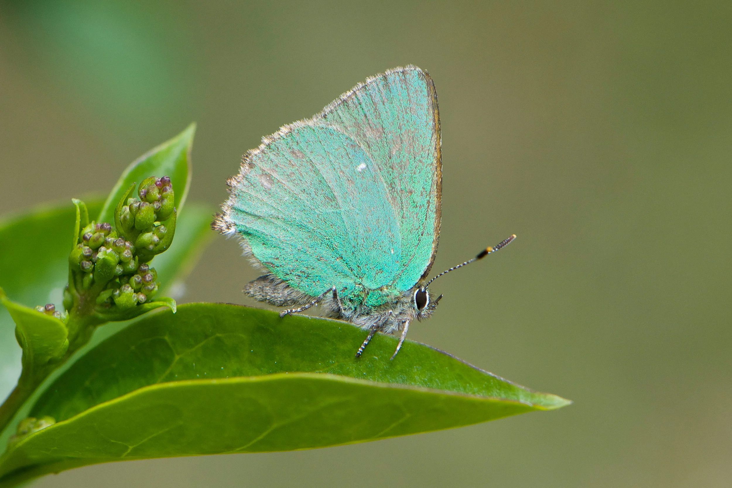 Green Hairstreak