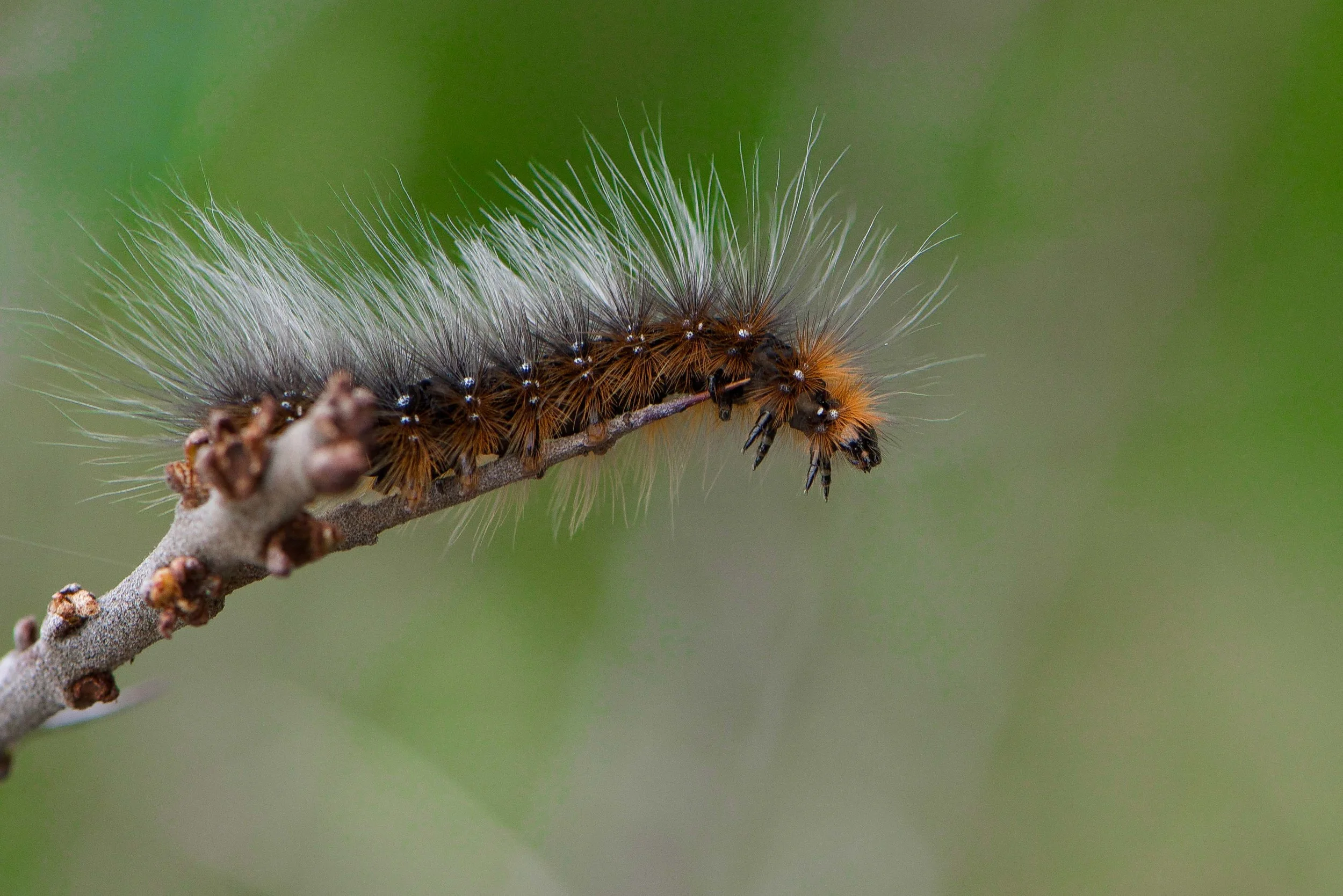 Tiger Moth Caterpillar