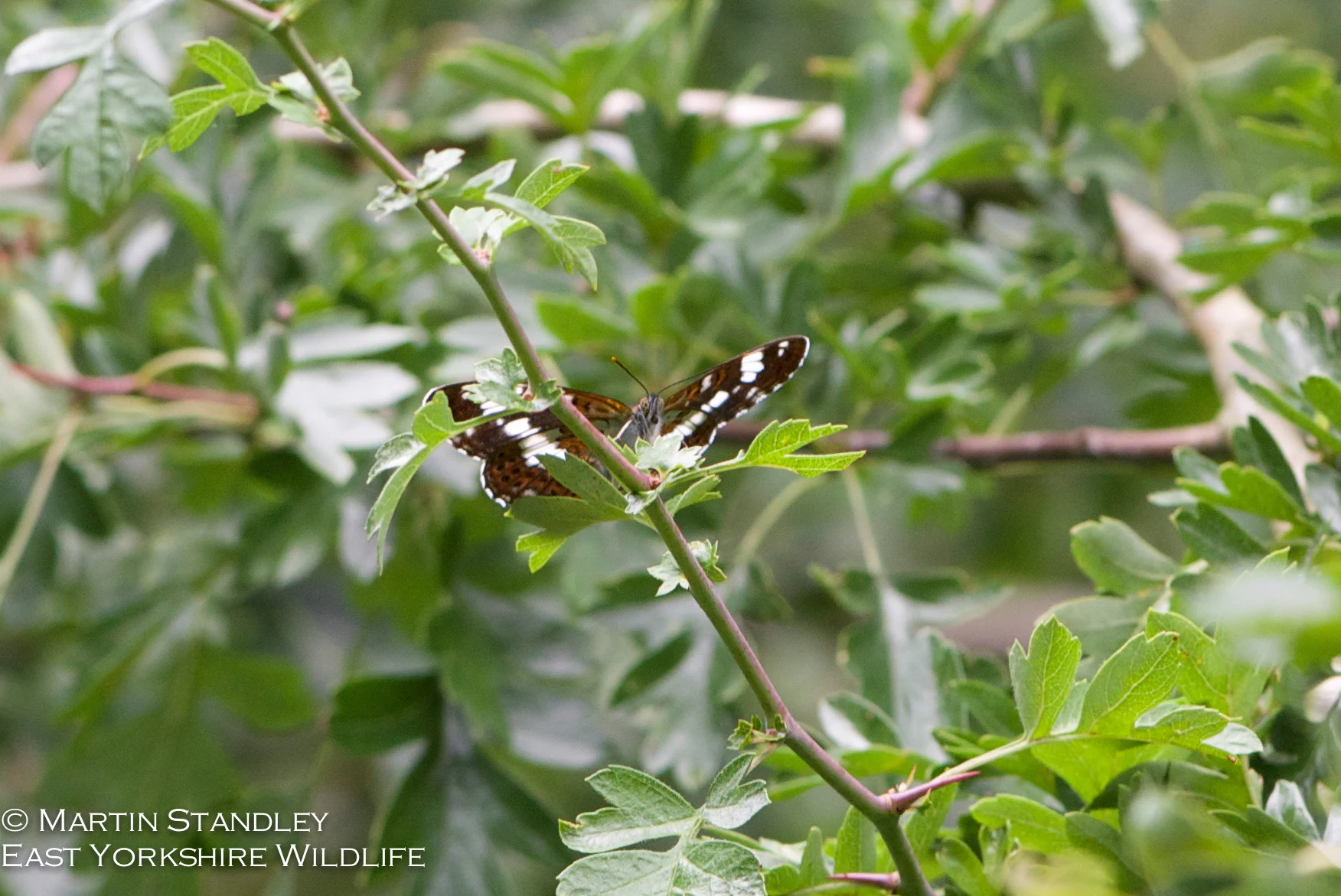 White Admiral